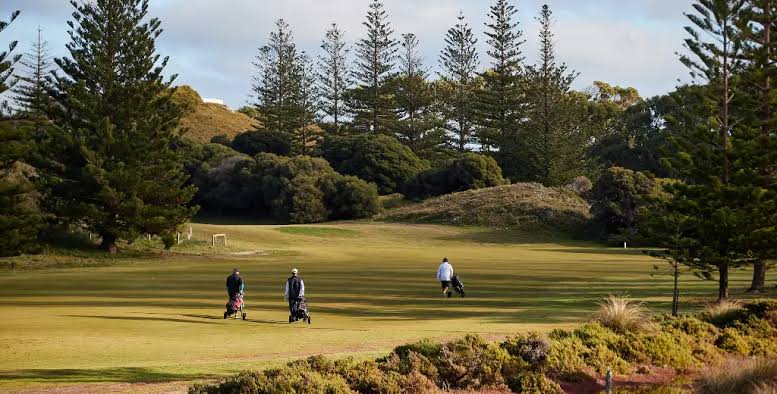 Three golfers walking a Rottnest Island fairway lined with Norfolk pines